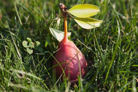 Red close-up pear with green leaves on grass.の写真素材