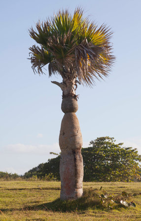 Palm tree on sunset, blue sky and green grass.の写真素材