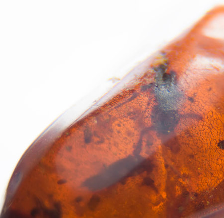 The a piece of Amber close-up. Inside is meny insects. Age of this fossil around 40 million years.の写真素材