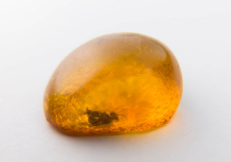 The a piece of Amber on a white background. Inside on the bottom left is insect. Age of this fossil around 40 million years.の写真素材