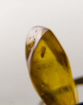 The a piece of Amber close-up. Inside is meny insects. Age of this fossil around 40 million years.の写真素材
