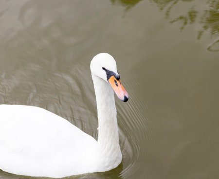 Bird White Swan floating on the lake.の写真素材