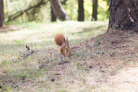 Red squirrel under a tree in the forest.