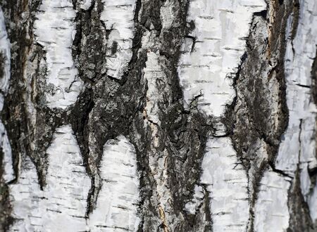 birch barkの写真素材