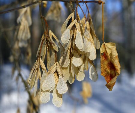 leaves in winterの写真素材