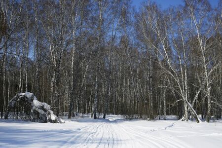 winter forestの写真素材