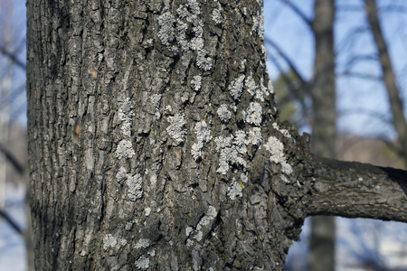 Deprive the trunk of a tree in the forestの写真素材