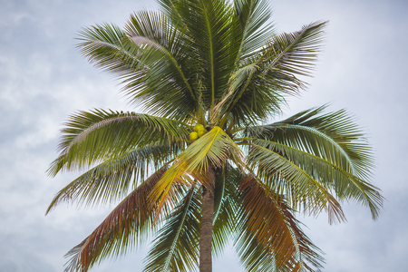 Branches of coconut trees under the blue skyの写真素材