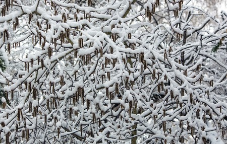 Arrival of winter. snow . On the snow-snow drifts of snow.の写真素材