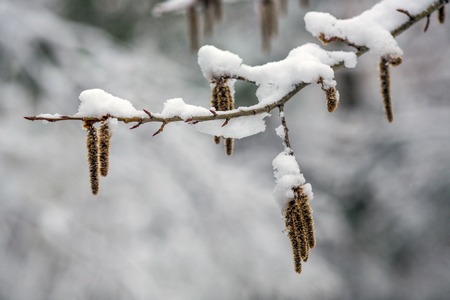 Arrival of winter. snow . On the snow-snow drifts of snow.の写真素材