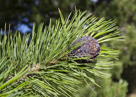 Cedar cone close-up on a tree branch in summer.