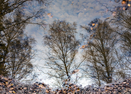 Reflection of a tree in water. Autumn. The leaves fell into a puddle.の写真素材