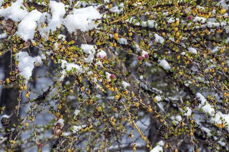 Suddenly came the arrival of winter. snow. On the branches of green needles there is a snowdrift.の写真素材