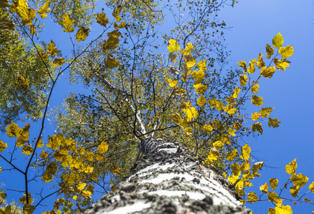 birch forest summer landscape. view from the bottom upwards .の写真素材