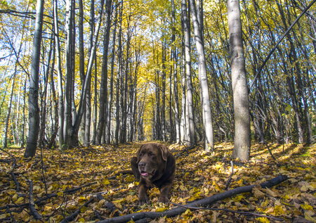 chocolate labrador retriever lies in the forestの写真素材