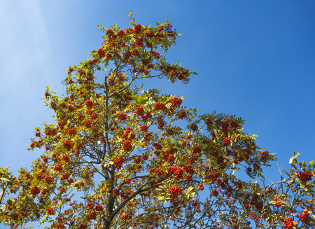 Red mountain ash in the summer among the blue skyの写真素材