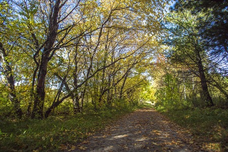 The avenue in autumn forest strewn with leaves.の写真素材
