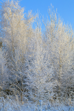 a winter forest covered with snow and frost.の写真素材