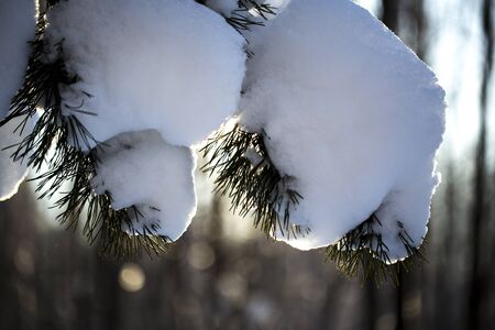 a branch of green spruce in winter under the weight of a snowdrift. Siberia.の写真素材