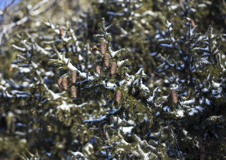 Cedar nut, pine cone green. Pine nut, pine lump, cedar wood. Cedar branch.の写真素材