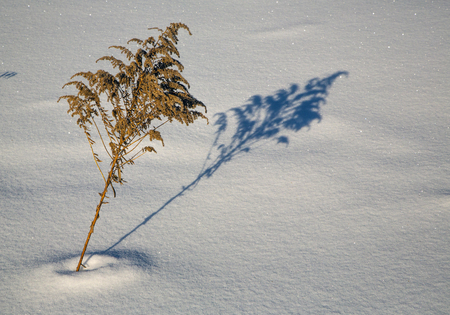 the bush in winter cast its shadow on the snow on a sunny winter day.の写真素材