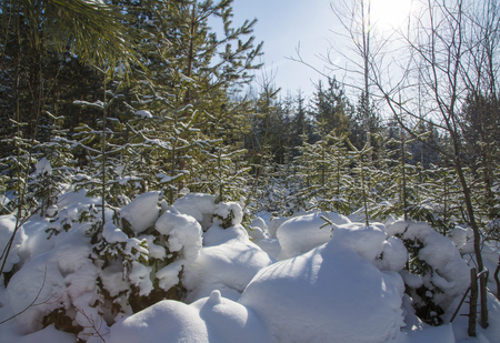 winter landscape of a Christmas tree with snow in the forest.の写真素材