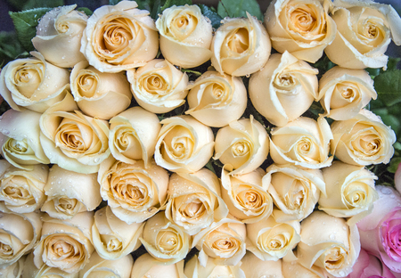 Fresh beige roses in a bouquet with water drops.の写真素材