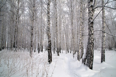 winter birch forest in Novosibirsk. the trees are covered with snow.の写真素材