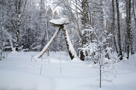 tree branch covered with white fluffy snow.の写真素材