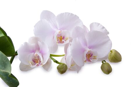 delicate orchidの写真素材