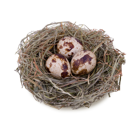quail eggs in the nestの写真素材