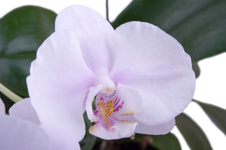delicate orchid macroの写真素材