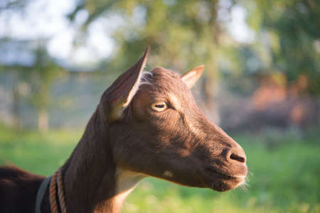 goat on green background