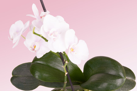 tender white orchidの写真素材