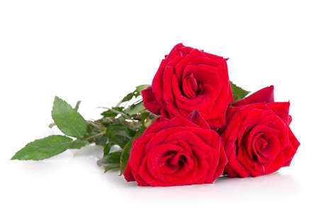 three red roses isolatedの写真素材