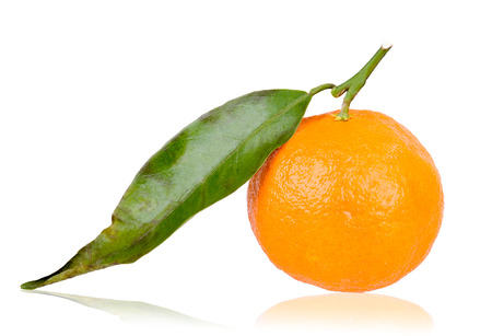 freshly picked mandarinの写真素材