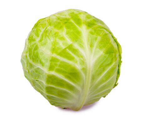 fresh organic cabbageの写真素材