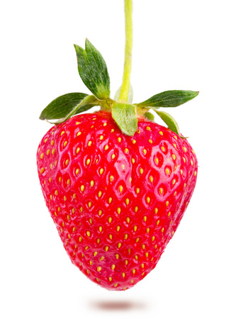 juicy ripe strawberries isolatedの写真素材