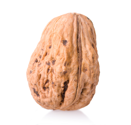 large walnutの写真素材