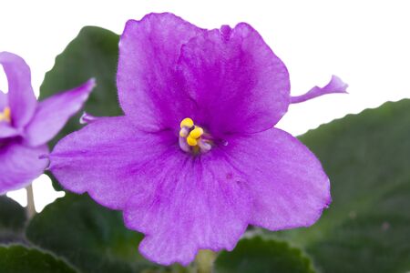 purple violetの写真素材