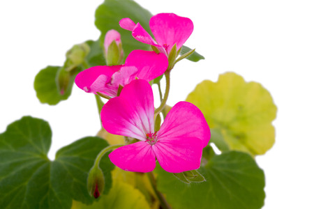 small pink flowers