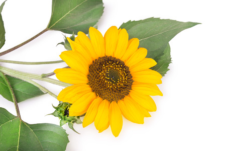 sunflower on white backgroundの写真素材