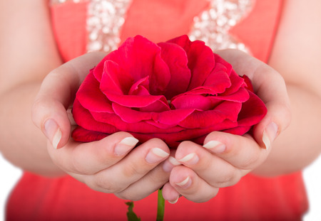 red rose in hand closeupの写真素材