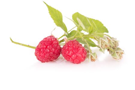 sprig of fresh raspberries isolated