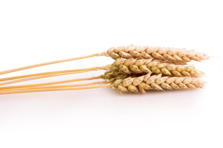 ears of wheat on a white backgroundの写真素材