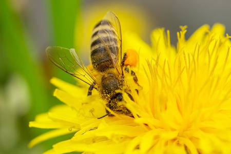 bee on a yellow flowerの写真素材