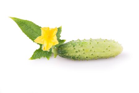 fresh young cucumber with leaves and flowerの写真素材