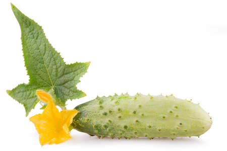 fresh young cucumber with leaves and flowerの写真素材