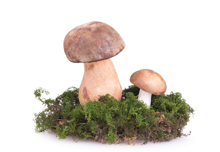 two mushrooms on the lawnの写真素材