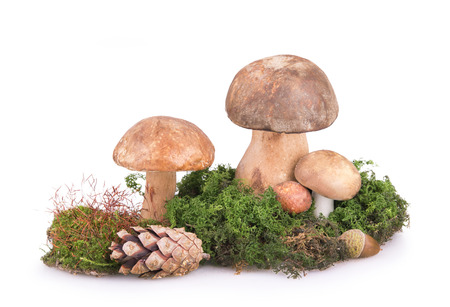 some mushrooms on meadow with cones and acornsの写真素材
